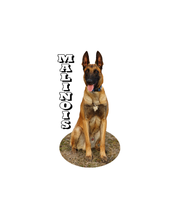Malinois in ellips minta fehér pólón