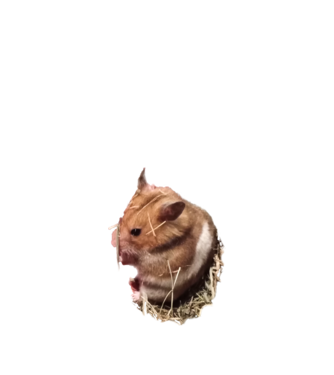 horiiiiii minta fehér pólón