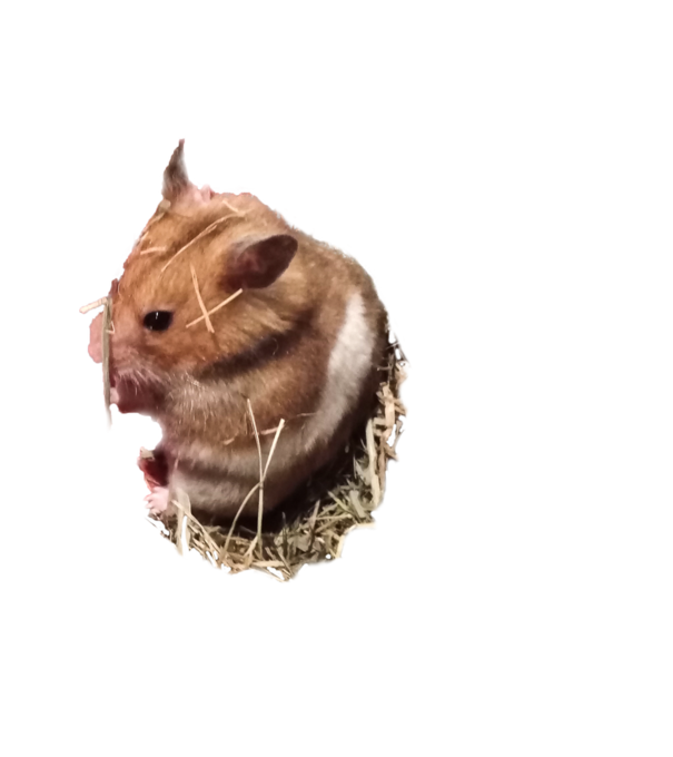horiiiiii minta világoskék pólón