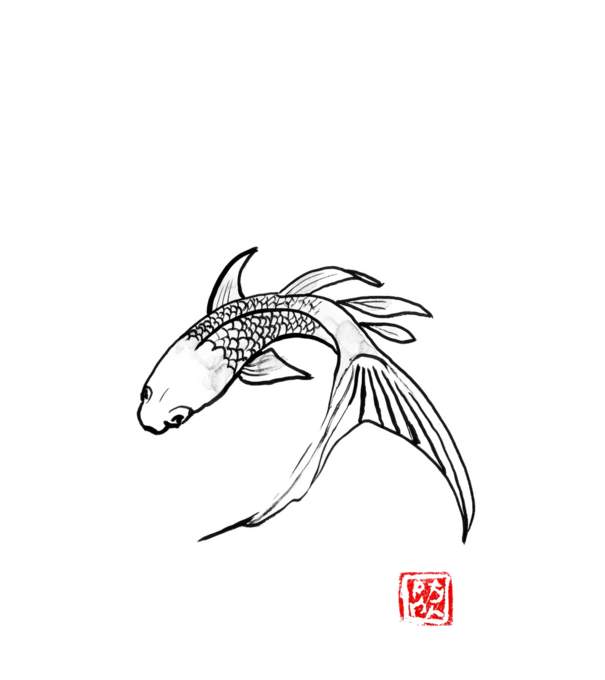 carp koi turning minta fehér pólón