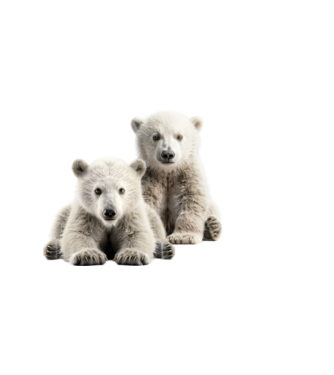 Baby polar bears minta piros pólón