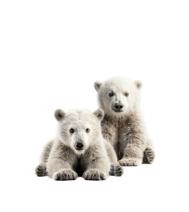Baby polar bears minta piros pólón