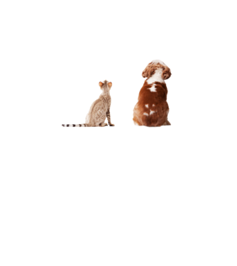 Kutya_cica minta fehér pólón