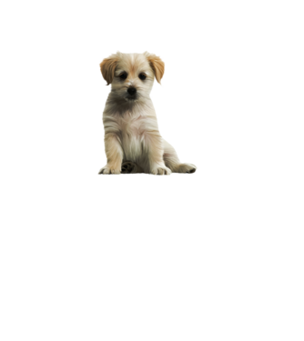 Golden Retriver minta fekete pólón