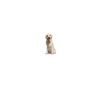 Labrador minta fehér pólón