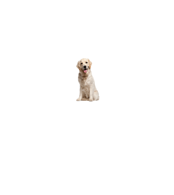 Labrador minta fehér/piros pólón
