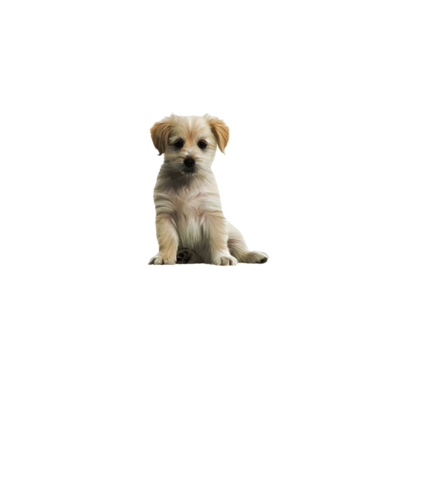 Golden Retriver minta fekete pólón