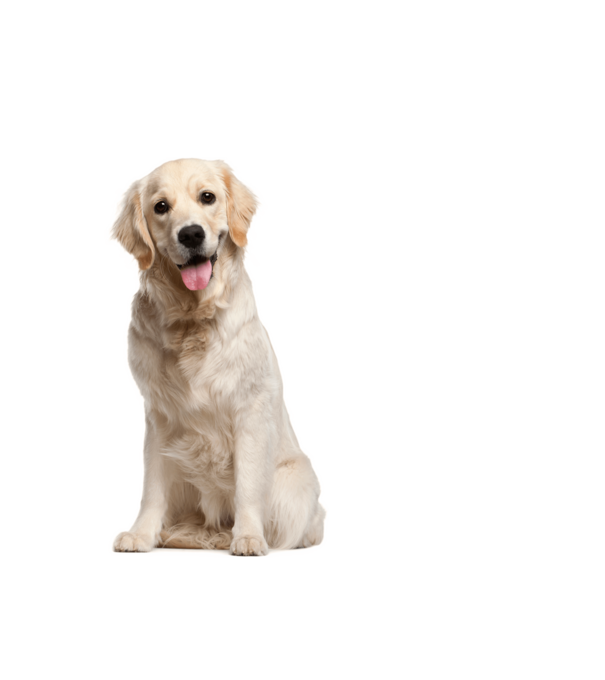 Labrador minta fehér pólón