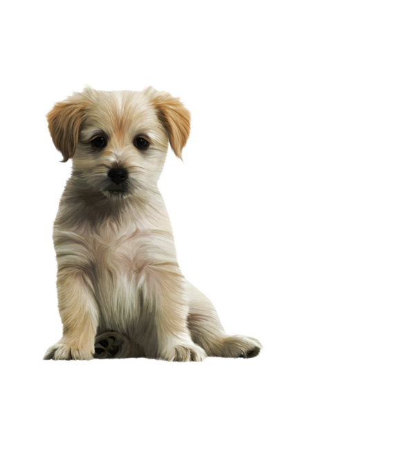 Golden Retriver minta fekete pólón
