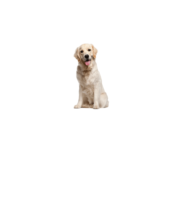 Labrador minta fehér pólón