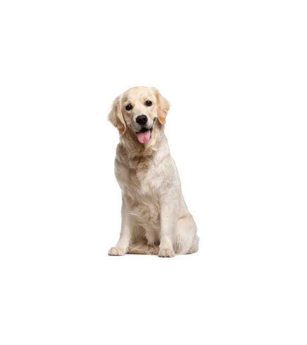 Labrador minta fehér pólón
