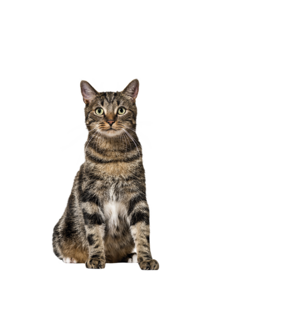 Cica minta fehér pólón