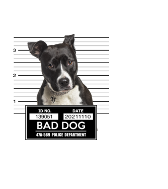 American staffordshire terrier - Bad Dog minta világoskék pólón