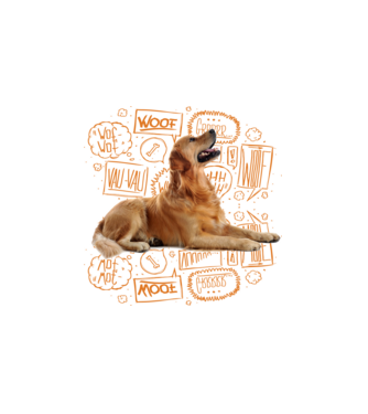 Golden Retriever minta fehér pólón