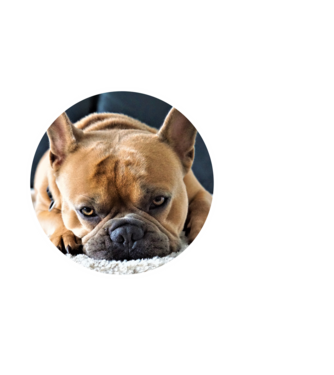 kutyuska portré francia bulldog minta fekete pólón