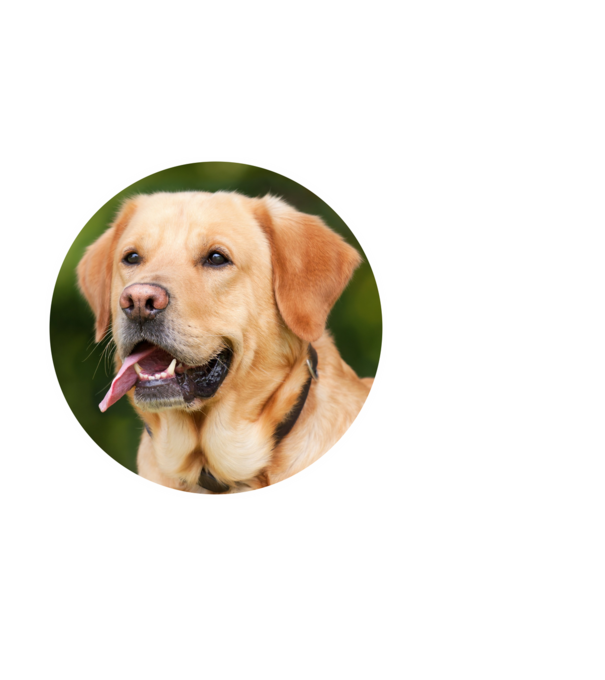 labrador minta fehér pólón