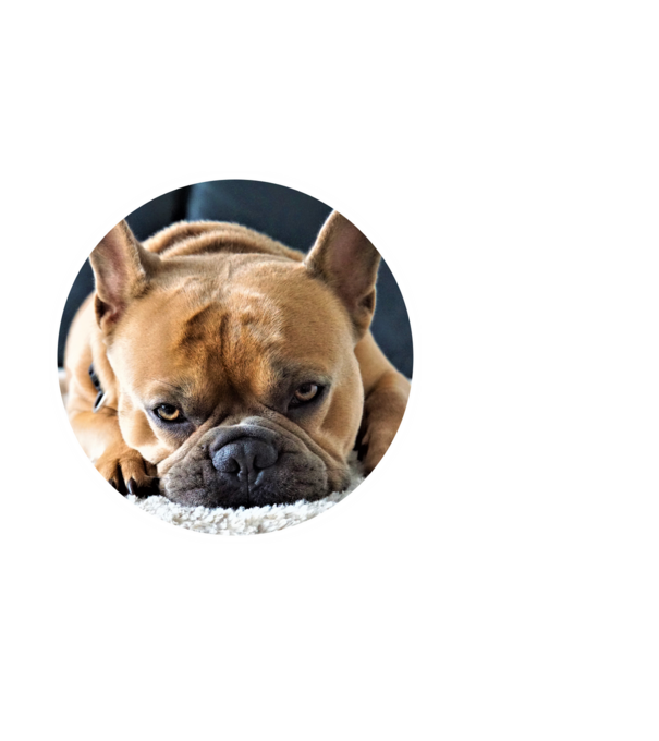 kutyuska portré francia bulldog minta fehér pólón