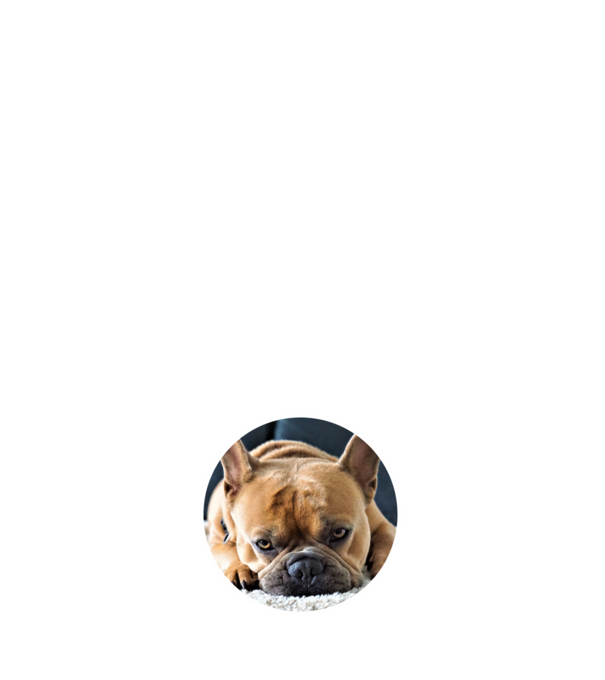 kutyuska portré francia bulldog minta fehér pólón