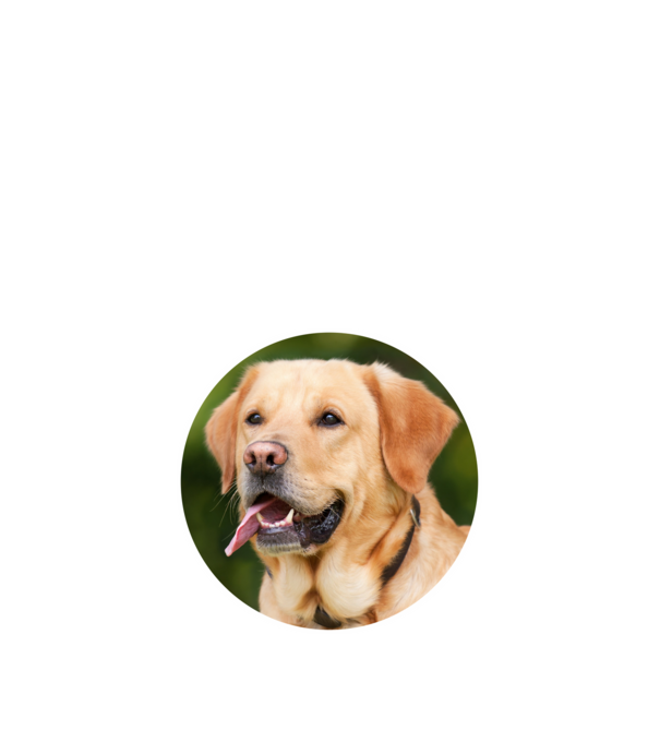 labrador minta fekete pólón