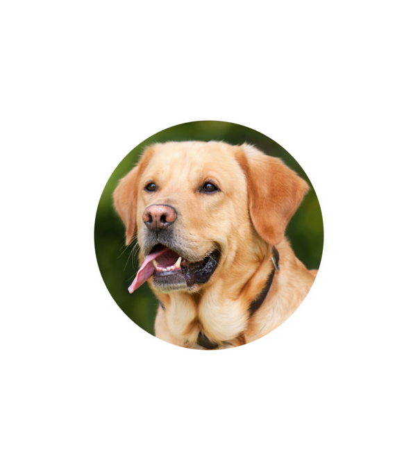 labrador minta fehér pólón