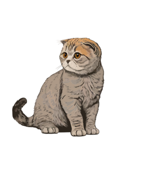cat-7753428 minta fehér pólón