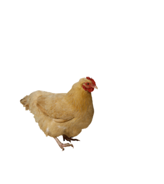 Csirke minta fehér pólón