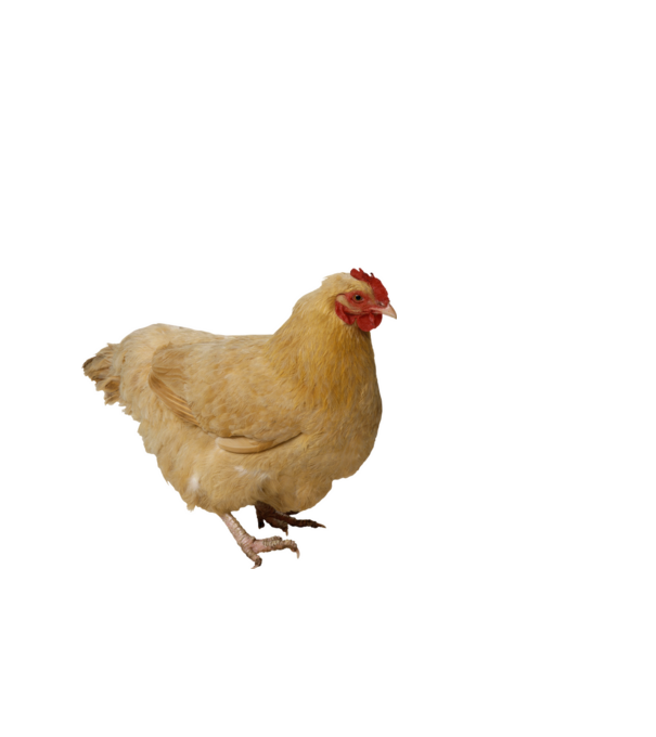 Csirke minta fekete pólón