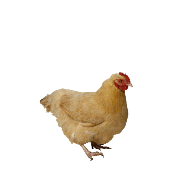 Csirke minta fehér pólón