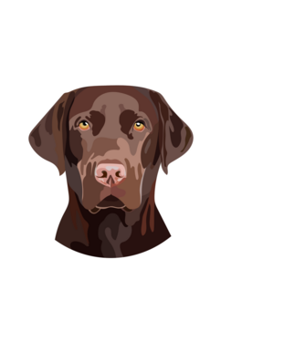 Labrador barna minta világoskék pólón