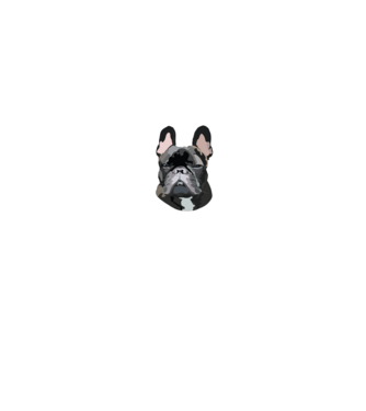 Francia Bulldog minta fekete pólón