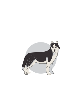 Husky Kutya minta fehér pólón