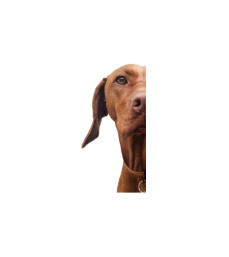 Néz, mint egy Vizsla minta fehér pólón