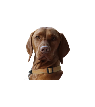 Néz, mint egy Vizsla 2.  minta fehér pólón