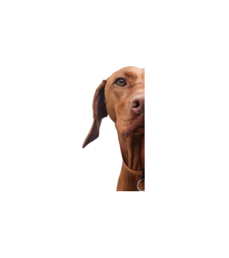 Néz, mint egy Vizsla minta fehér pólón
