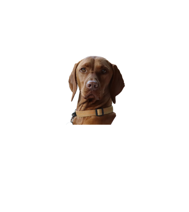 Néz, mint egy Vizsla 2. minta szürke pólón