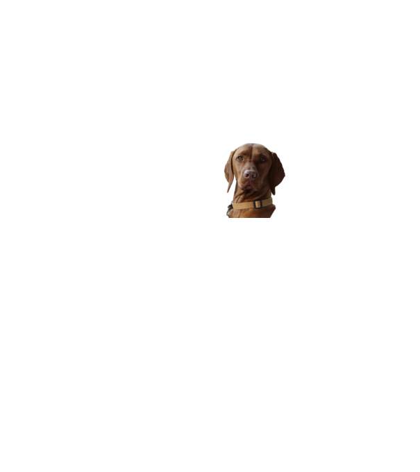Néz, mint egy Vizsla 2. minta szürke pólón