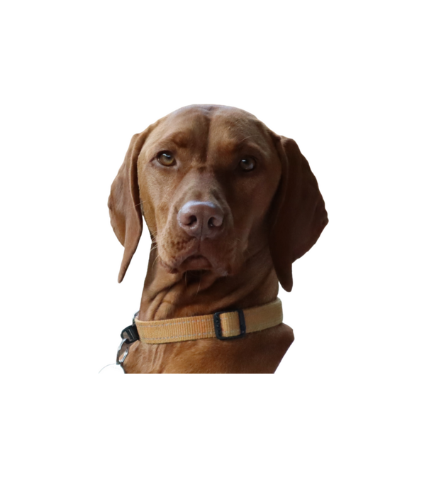 Néz, mint egy Vizsla 2. minta fehér pólón