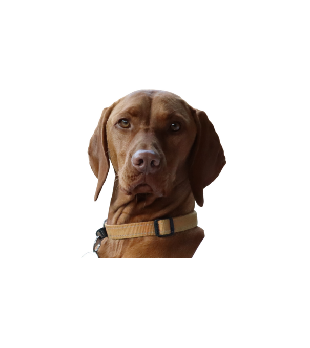 Néz, mint egy Vizsla 2. minta fehér pólón