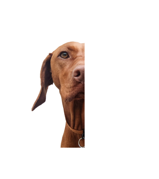 Néz, mint egy Vizsla minta világoskék pólón