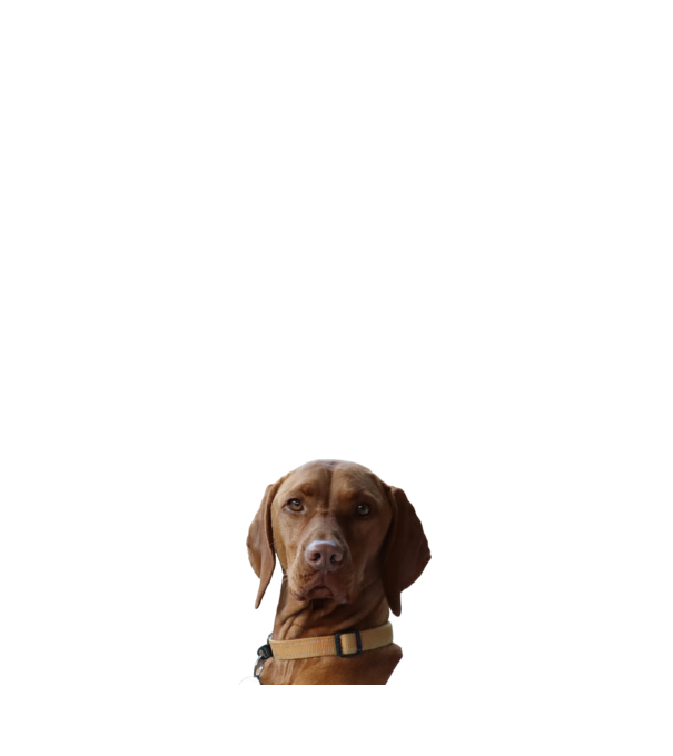 Néz, mint egy Vizsla 2. minta világos rózsaszín pólón