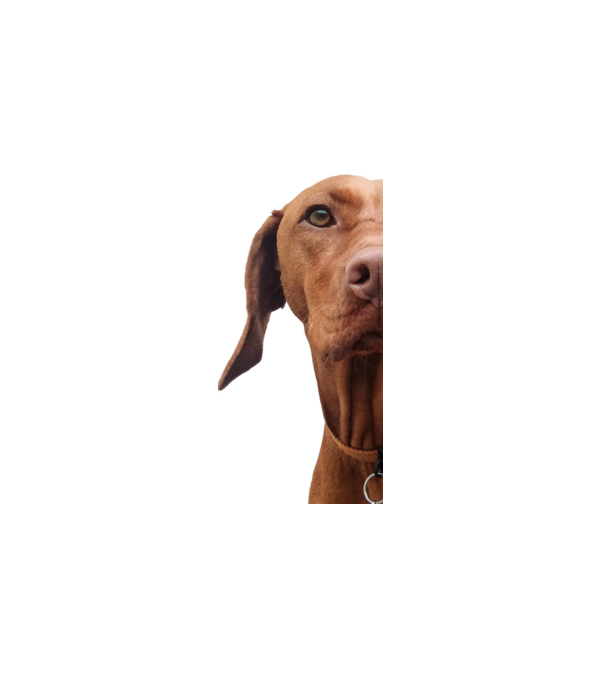 Néz, mint egy Vizsla minta fehér pólón