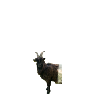 kecske minta fehér pólón