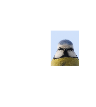 Kékcinege-Blue tit portré minta neonsárga pólón