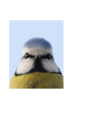 Kékcinege-Blue tit portré minta fekete pólón