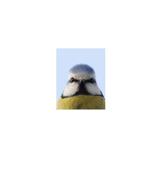 Kékcinege-Blue tit portré minta fekete pólón