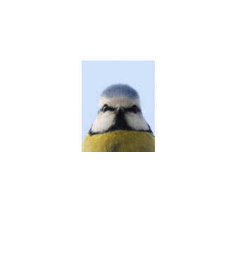 Kékcinege-Blue tit portré minta fekete pólón