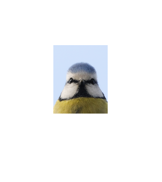 Kékcinege-Blue tit portré minta fekete pólón