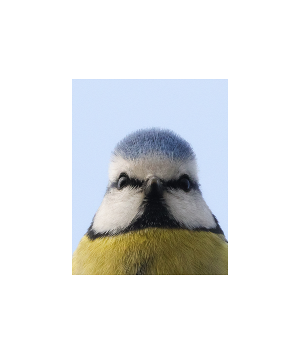 Kékcinege-Blue tit portré minta fehér pólón