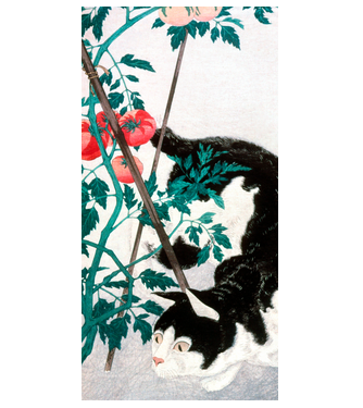 Hiroaki Takahashi - cat minta fehér pólón