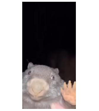 Bobr minta fekete pólón